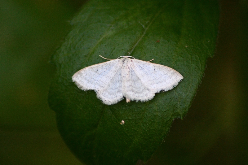 Idaea seriata e/o Scopula nigropunctata?